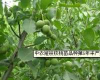 中农短枝品种核桃苗