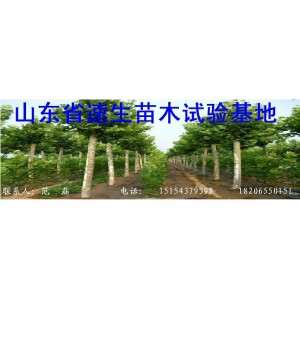 【苗圃出售】：速生白蜡/国槐：秋闷子、成品小苗等各种规格苗木