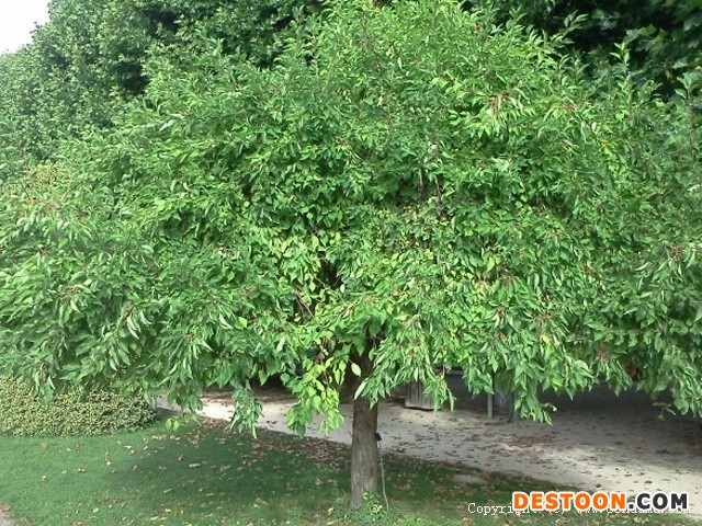 山荆子