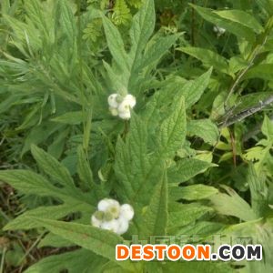 野棉花