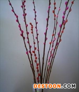 银芽柳