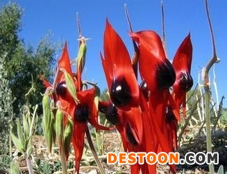 鹦喙花