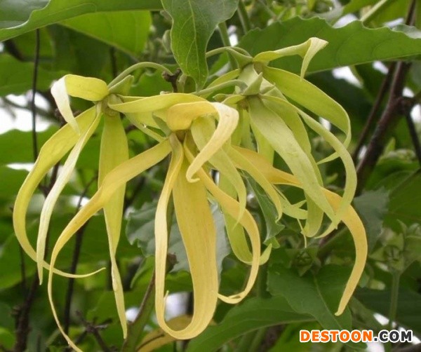 依兰花