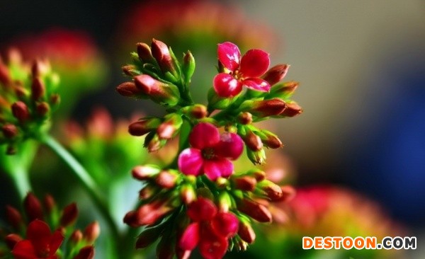 伽蓝菜