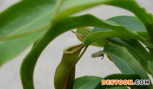 宽苞茅膏菜