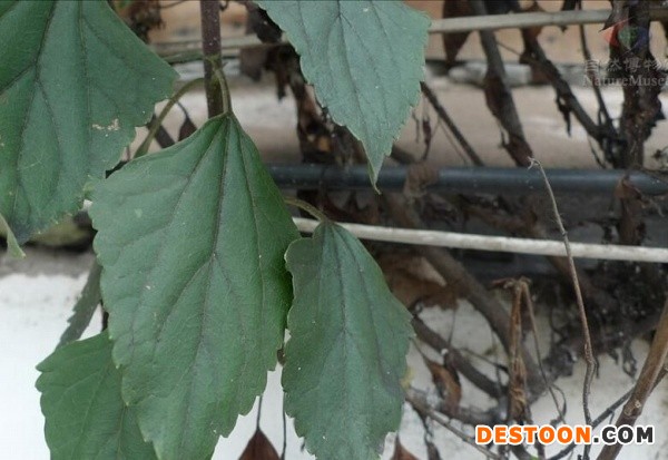 紫茎泽兰