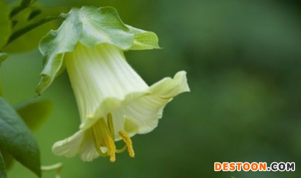 电灯花