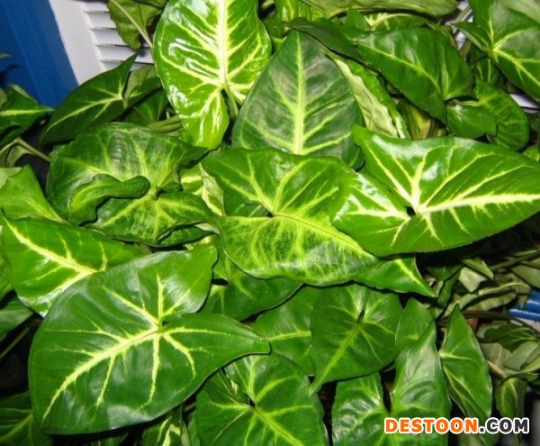 合果芋