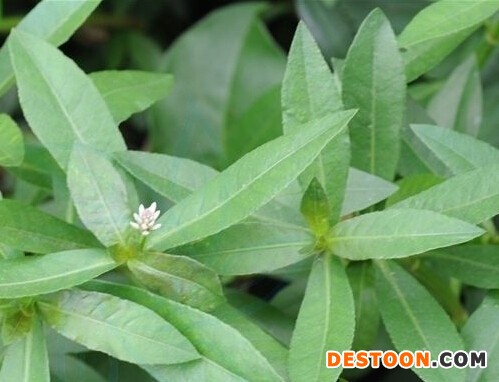 空心莲子草