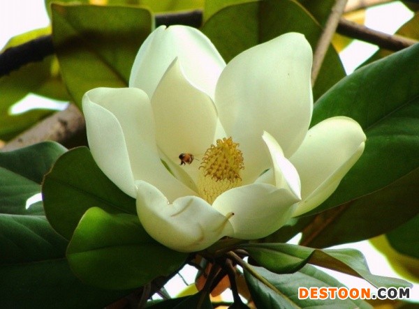 荷花玉兰
