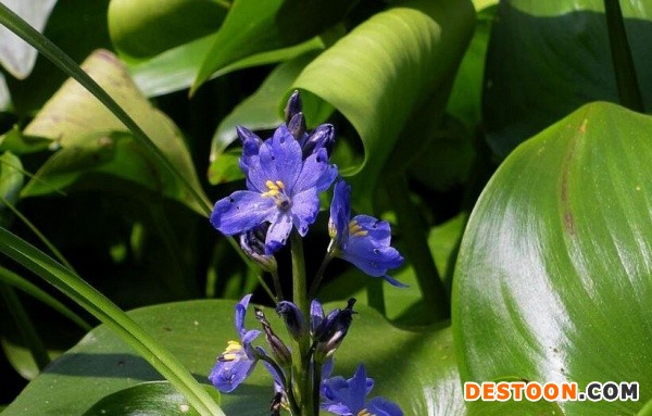 雨久花