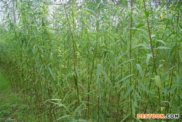 速生竹柳
