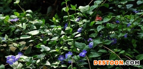蔓长春花