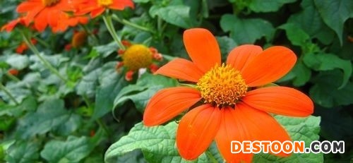肿柄菊