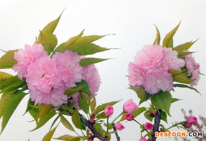 木槿