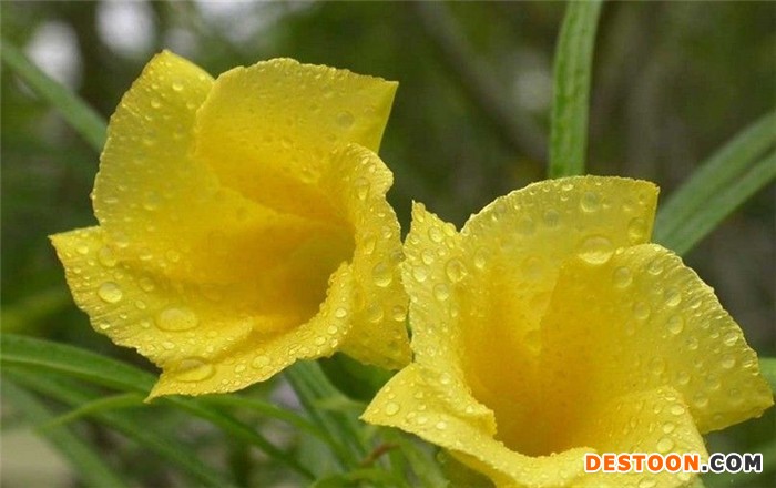 夹竹桃
