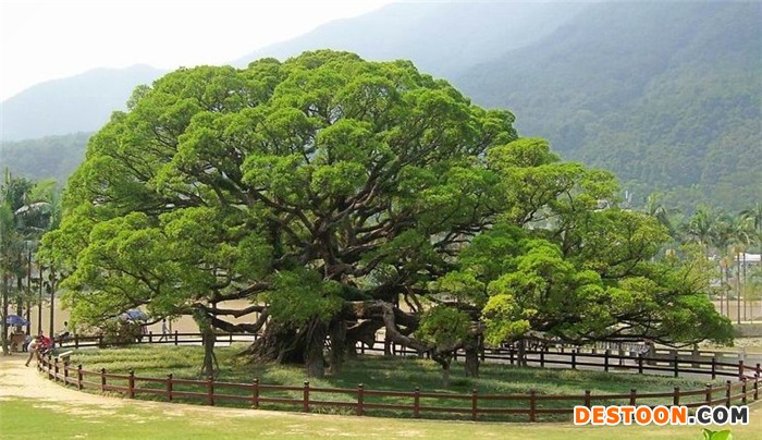 榕树