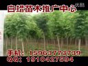 绿化苗木品种 (56播放)