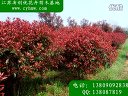 红叶石楠种子 石楠种子  绿化苗木种子 苗木种子 (43播放)