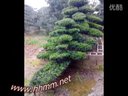 花卉苗木-花木--罗汉松，罗汉松造型，青未了绿化苗木场 (56播放)