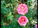 盆花月季，精品月季，绿化苗木 大花月季 (51播放)