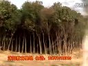 销售绿化苗木 批售塔柏价格