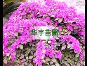 低价销售各个规格的绿化苗木