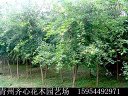 【青州绿化苗木基地】【山东绿化苗木基地】