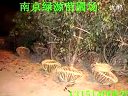 绿化苗木价格，2011年绿化苗木价格
