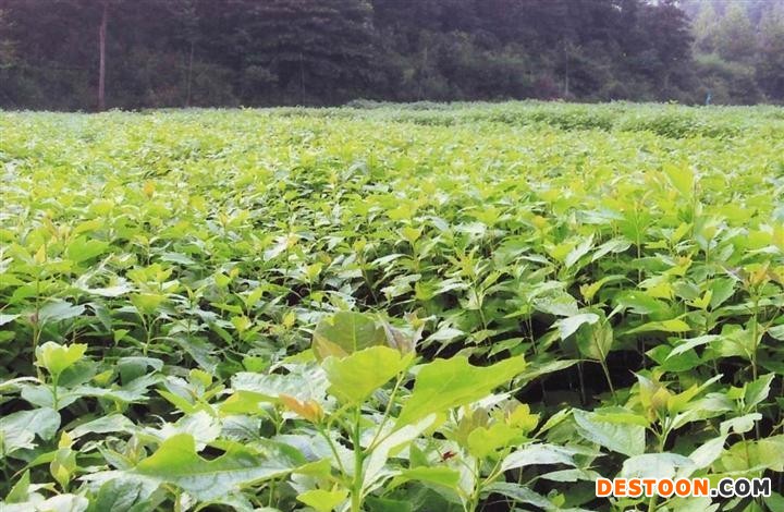 江西出台保障性苗圃管理办法