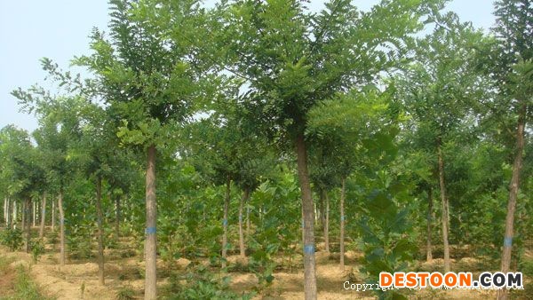 国槐溃疡病的发生规律和防治