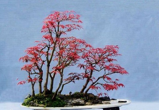 红枫盆景