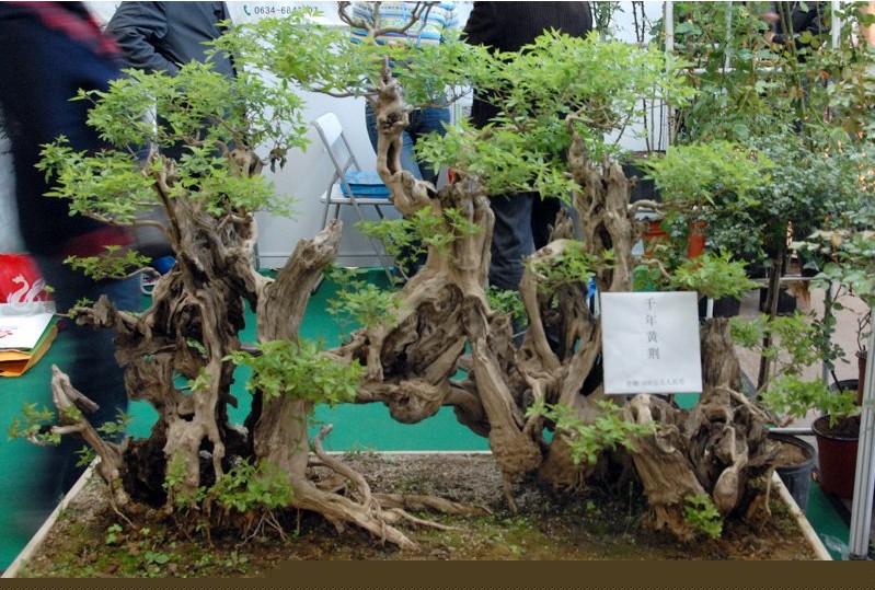 黄荆盆景