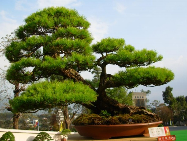松树盆景欣赏