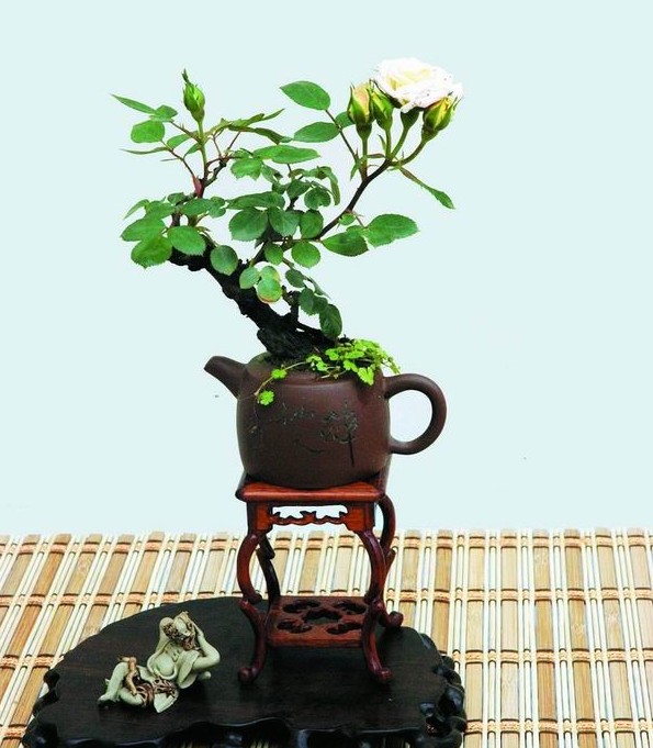 月季盆景欣赏